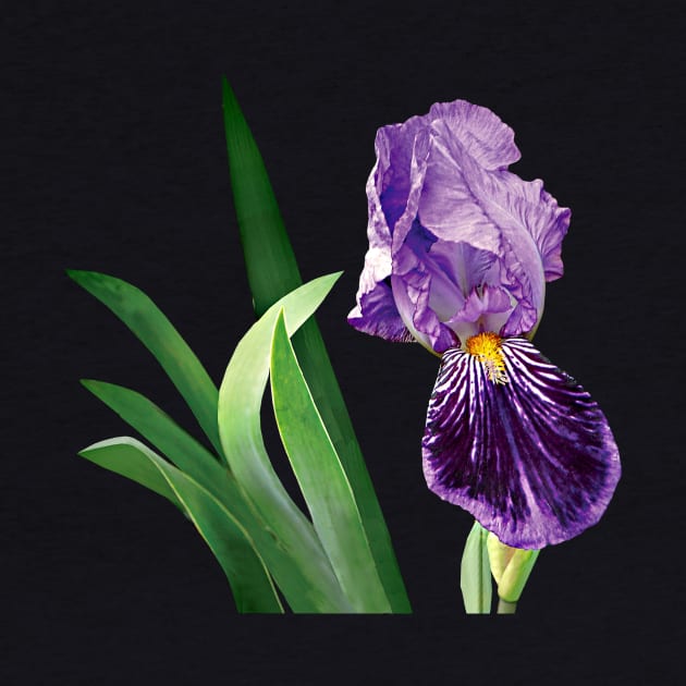 Irises - Striped Purple Iris by SusanSavad